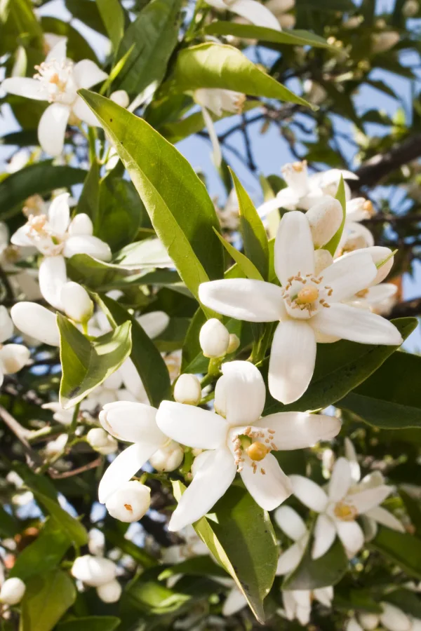 Several white orange blossoms