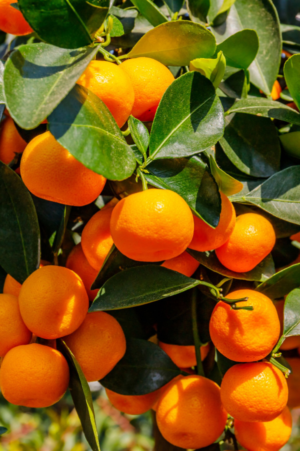 Several calamondin oranges growing on a tree