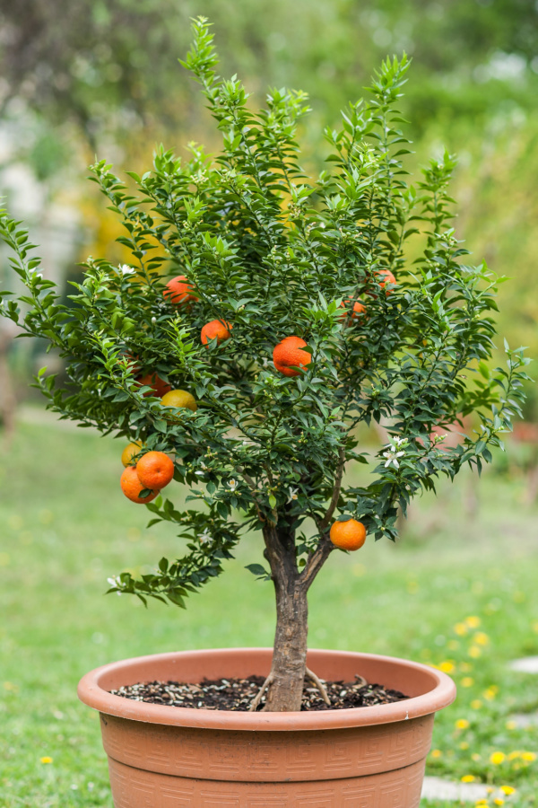 An orange tree with several oranges in a clay-colored pot sitting outdoors