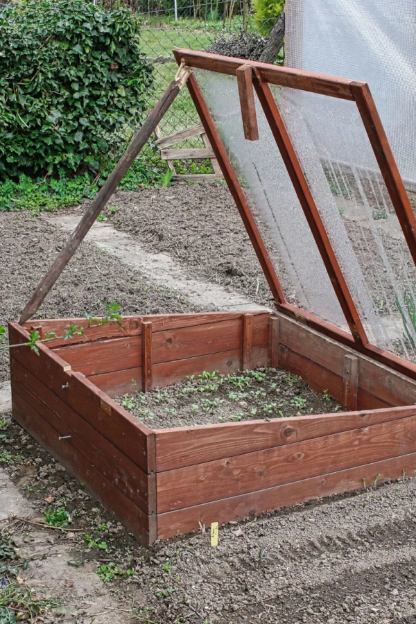 A cold frame growing seedlings