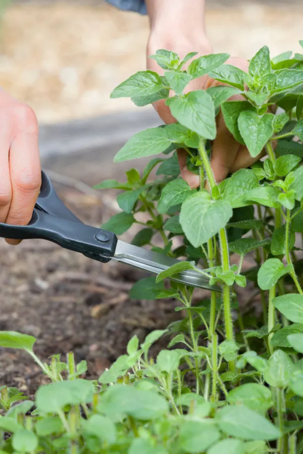 a hand trimming oregano with scissors