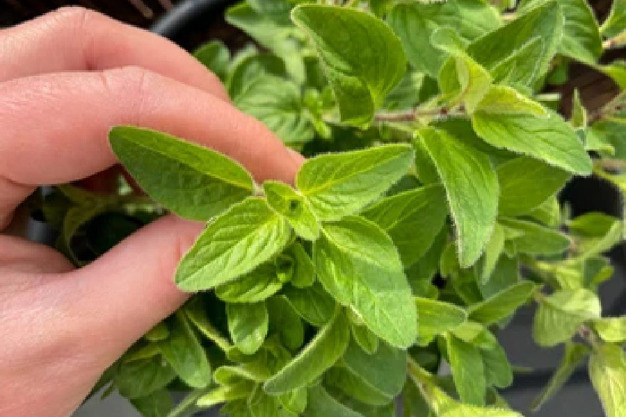 How To Grow Fresh Oregano In The Winter