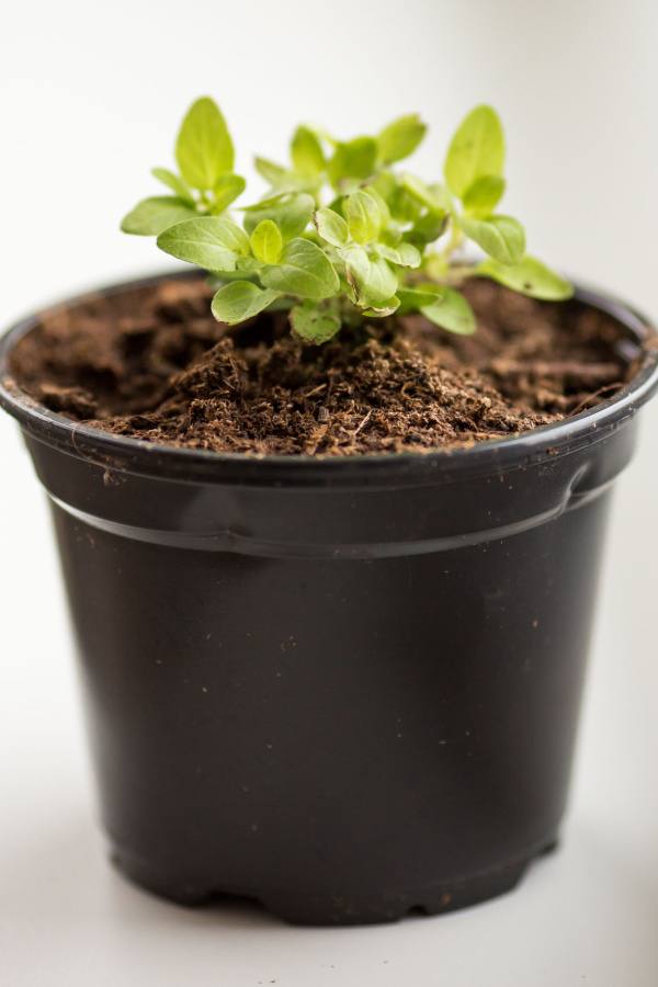 little oregano seedlings in a black pot