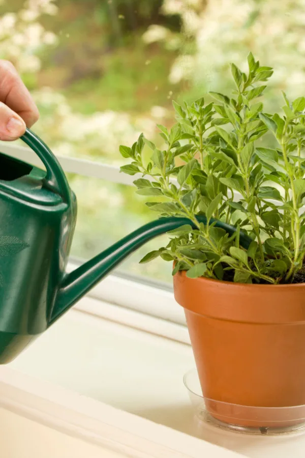 A green watering can watering oregano