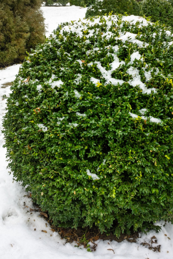 boxwoods need to be kept safe from using rock salt. 