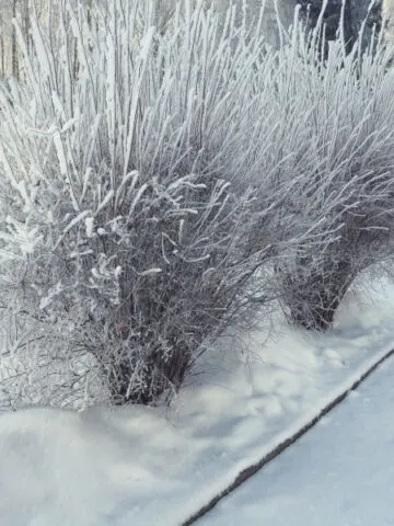 bushes next to a driveway covered in snow