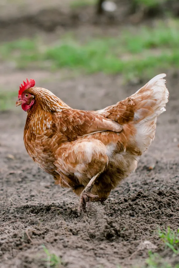 A chicken scratching the soil in a vegetable garden