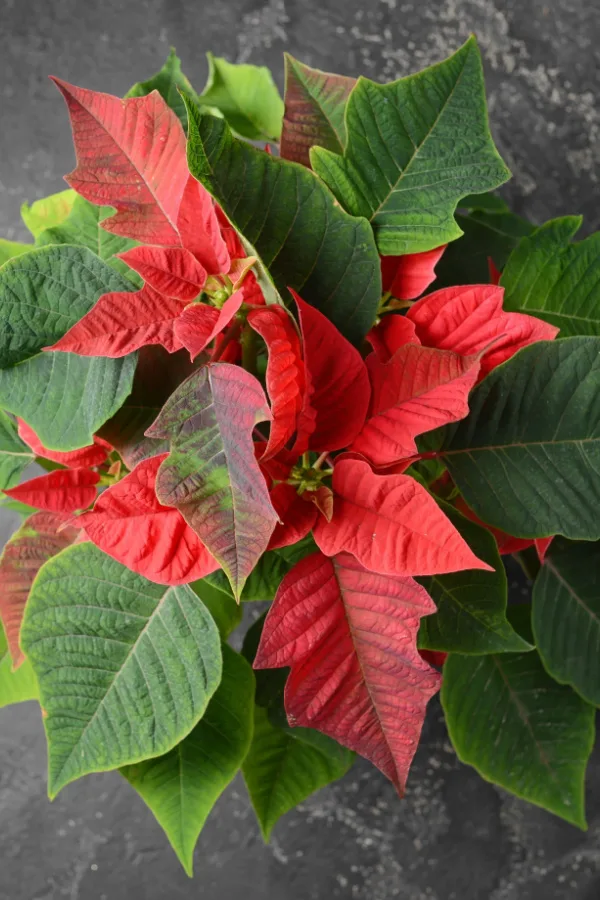 Christmas plant with clearance red leaves