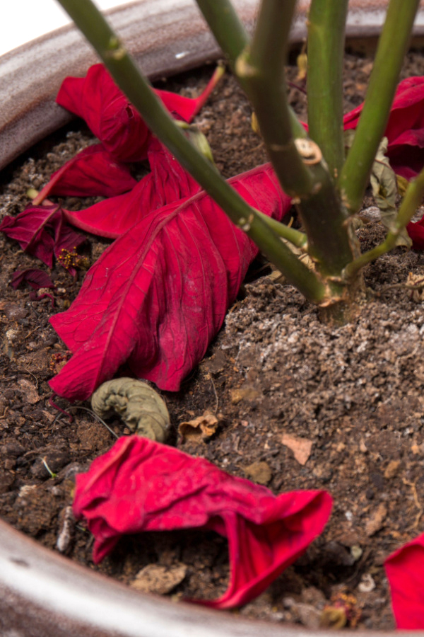 dry leaves of a poinsettia sitting on the soil of after christmas has passed. 