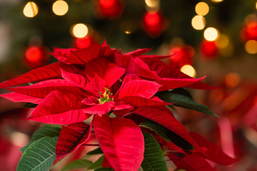How To Care For Poinsettia Plants After Christmas