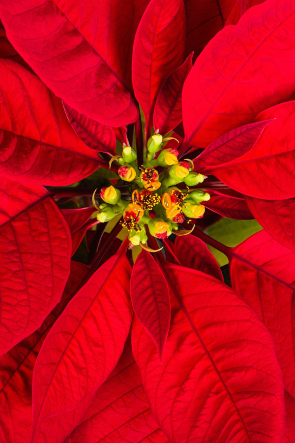 Closeup of a poinsettia's flower and bracts