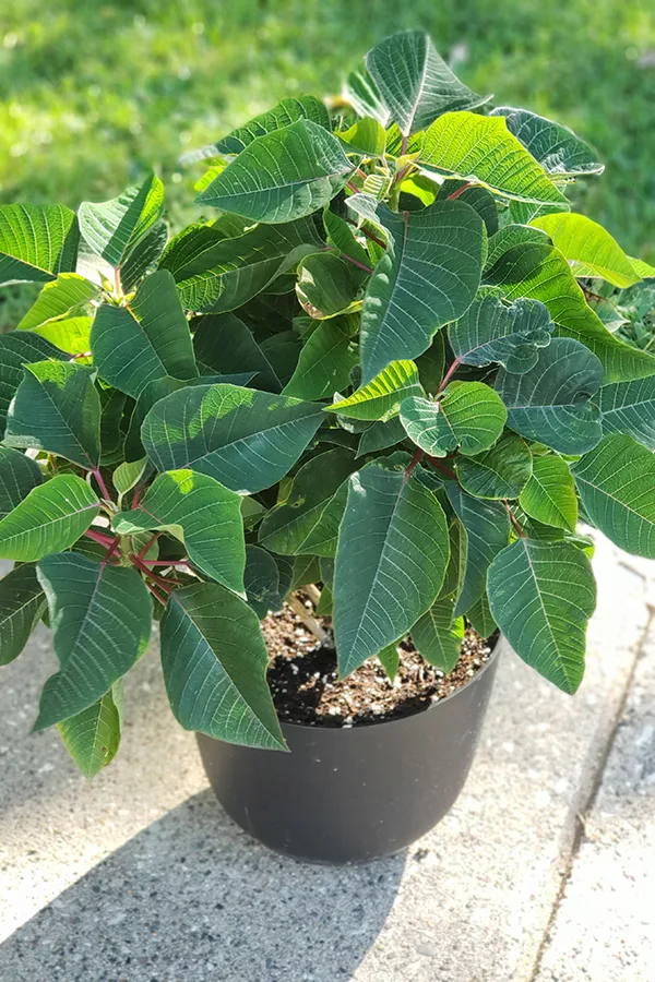 A full green poinsettia plant long after Christmas is over