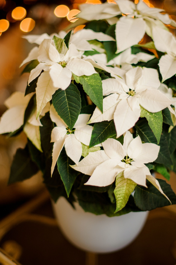 A white poinsettia blooming during Christmas
