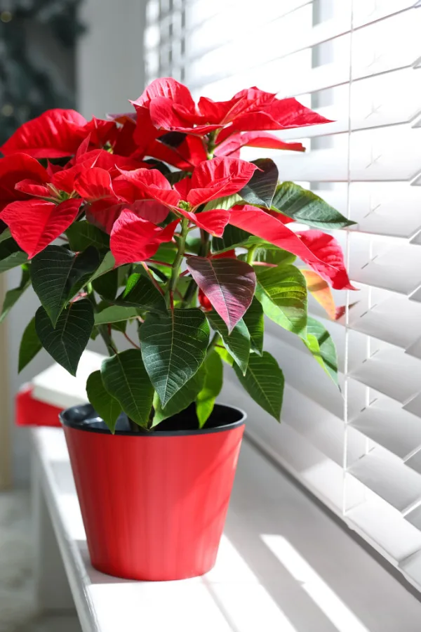 A red poinsettia sitting next to a window with the blinds down.