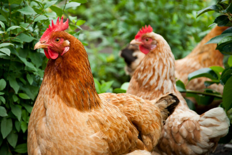 5 Great Ways Chickens Can Help Your Vegetable Garden Grow Better!