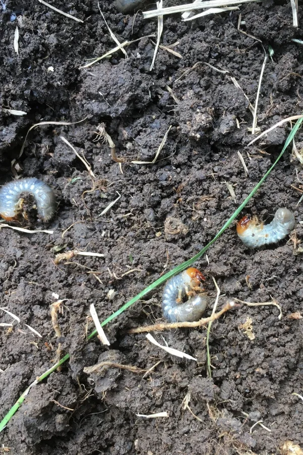 Japanese beetle grubs