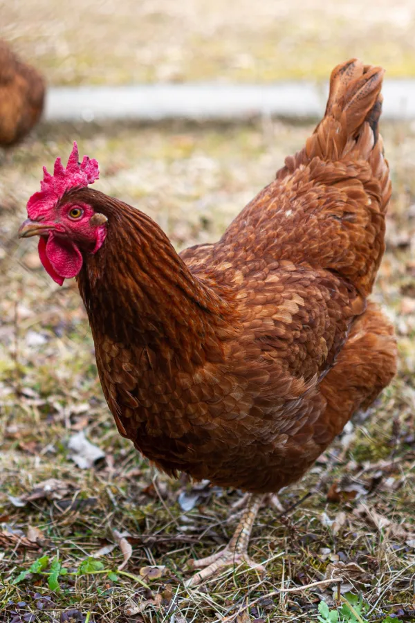 Chickens can be a great addition for any vegetable garden.