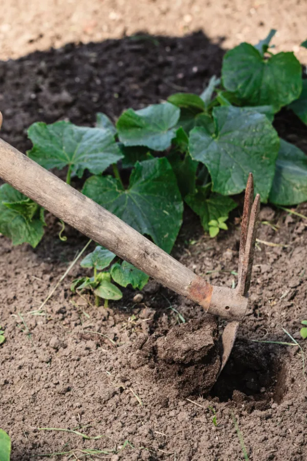 Someone digging with a hoe next to a garden plant