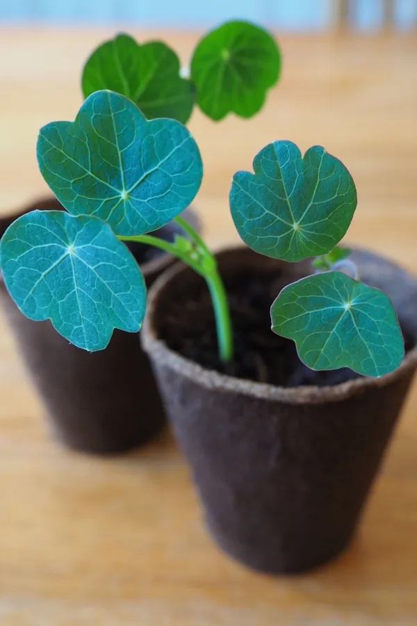 Nasturtium growing in peat pots