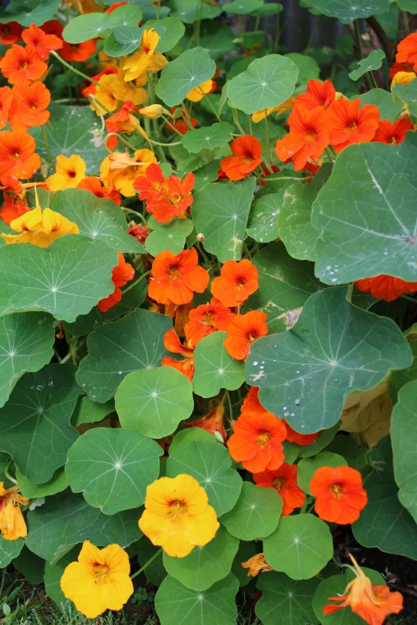 Yellow and orange blooms of a nasturtium growing in a garden