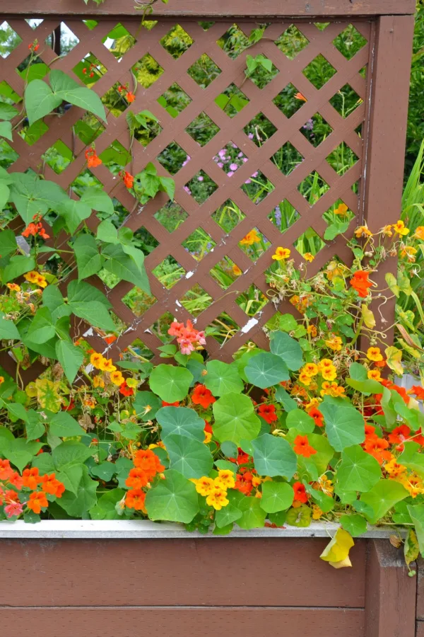 Climbing nasturtium flowers growing up a wooden trellis in a garden or flowerbed