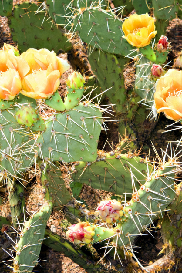 A flowering prickly pear cactus. 