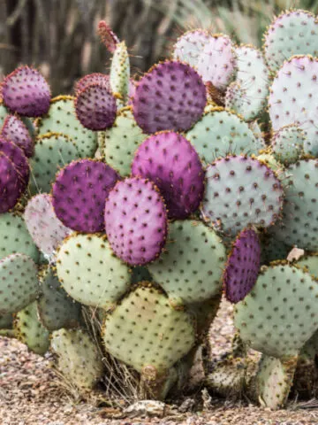 Green and purple prickly pear cactus growing outside