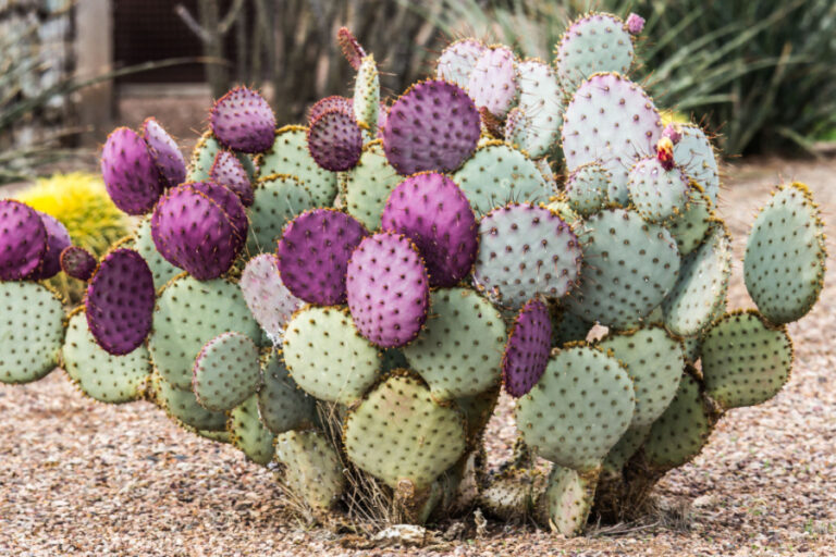 Green and purple prickly pear cactus growing outside