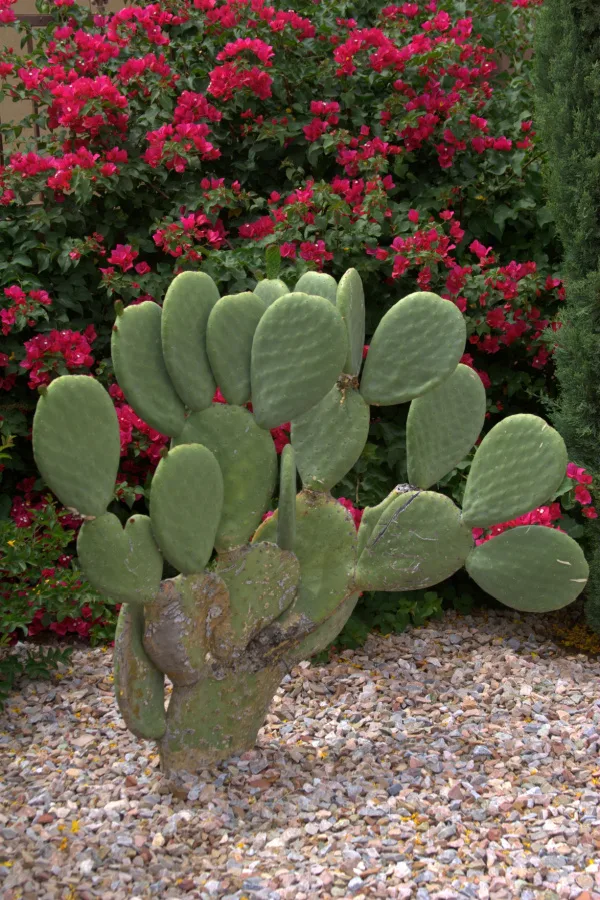 A tall singular prickly pear cactus growing outside in rocks