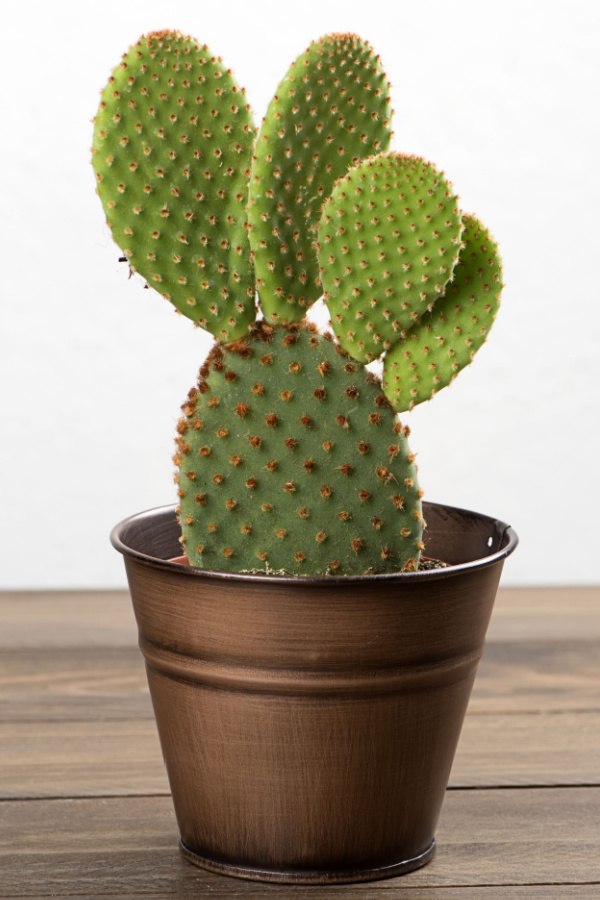 A potted single prickly pear cactus