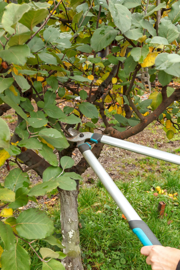 Someone pruning fruit tree during the fall or summer