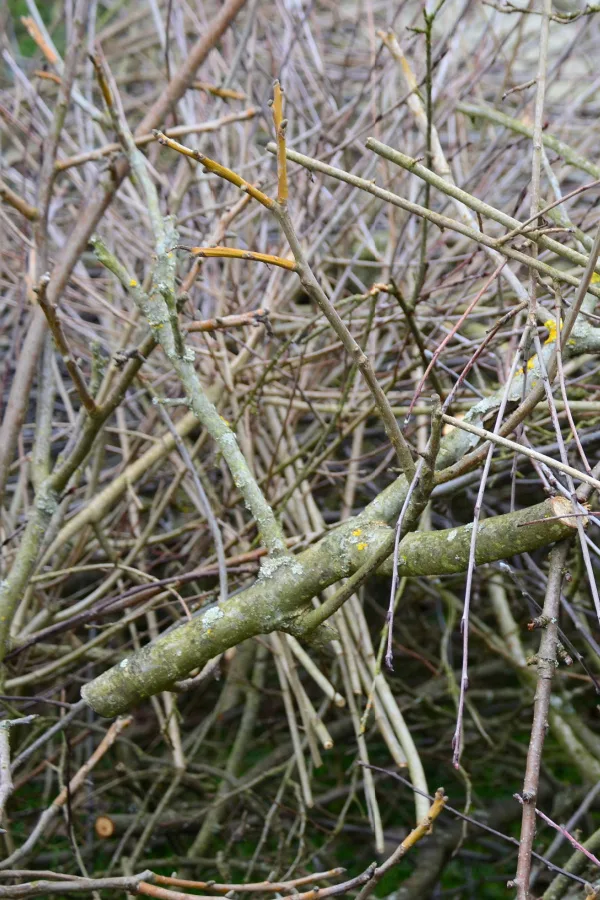 A pile of trimmed fruit tree branches. 