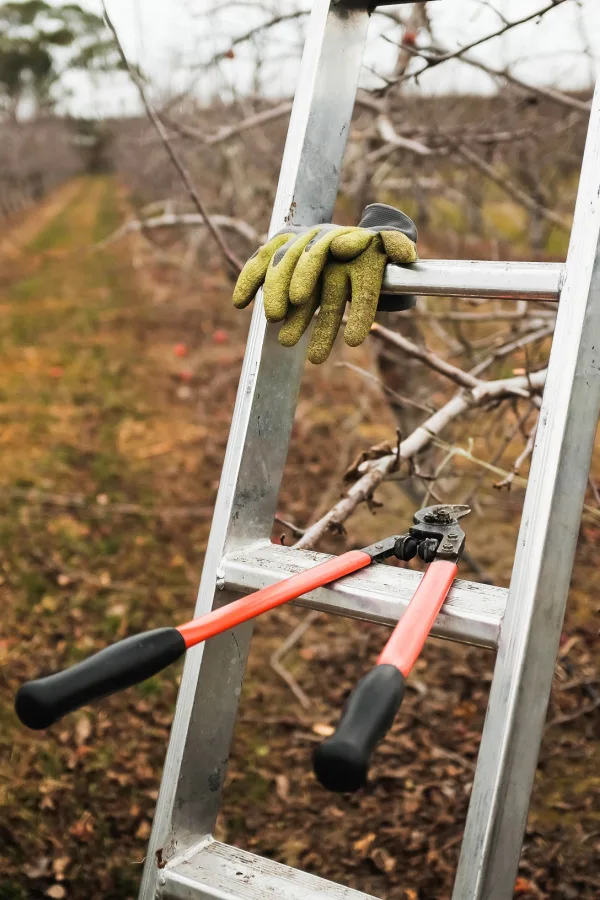 A ladder, gloves, and a large pruner ready for pruning fruit trees. 