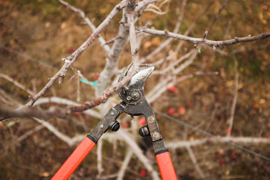 How To Prune Fruit Trees In The Winter Shape Your Trees!
