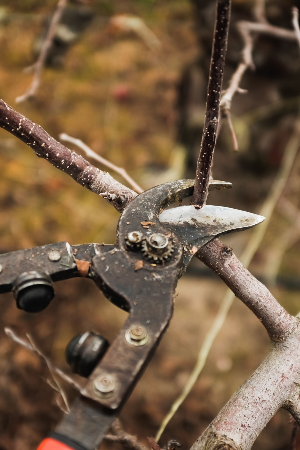 A set of pruners cutting new growth off of a tree.