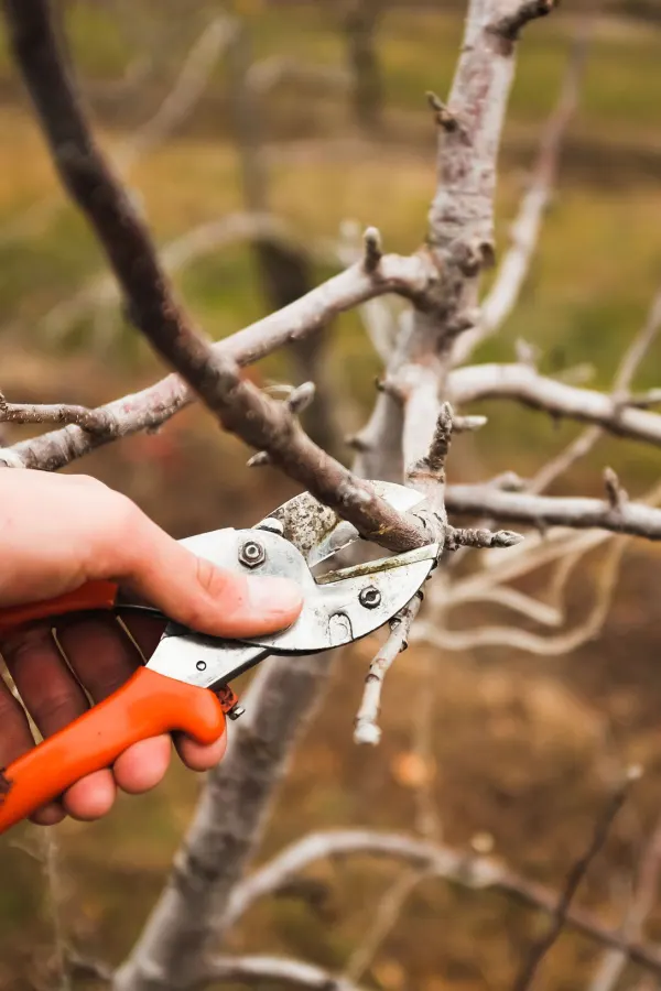 A hand pruning a branch on an apple fruit tree
