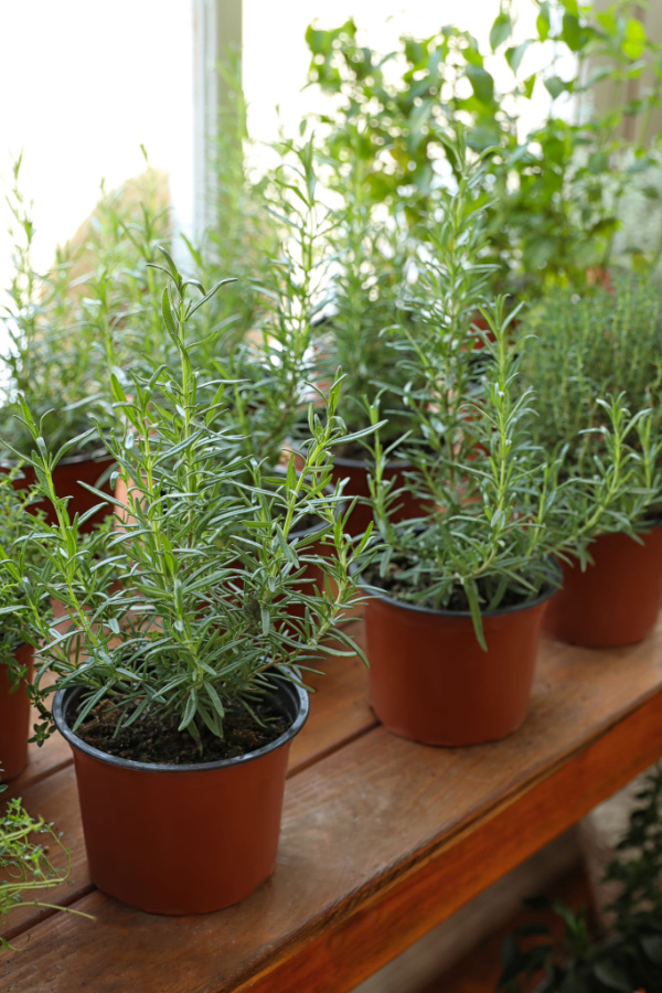 Rosemary growing in orange pots