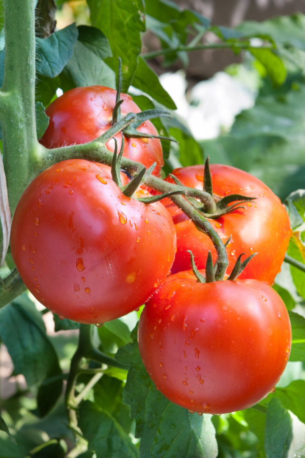 Four bright red tomatoes growing on a plant