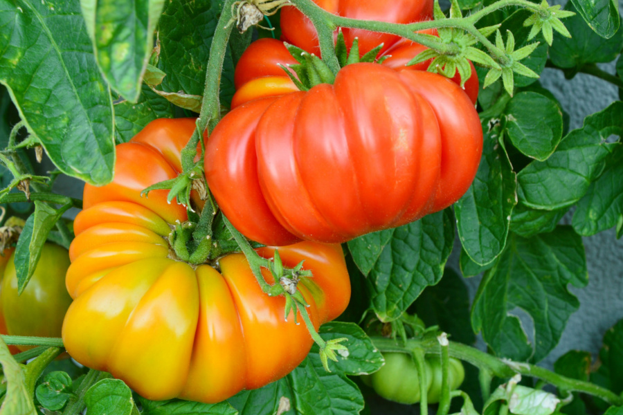 3 Great Ways To Fertilize Tomatoes Naturally