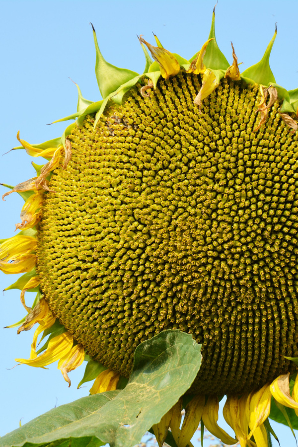 A large sunflower head - a unique sunflower to grow