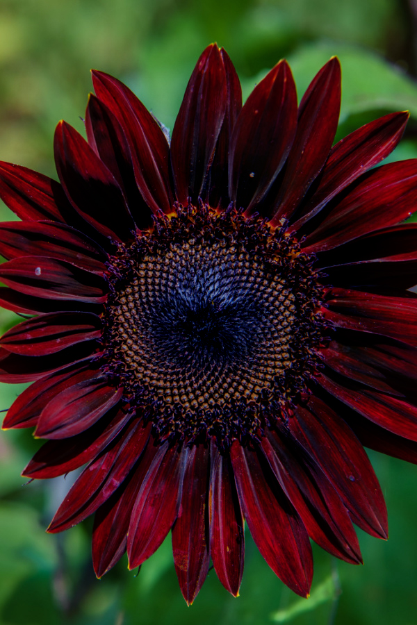 A dark red chocolate cherry sunflower bloom