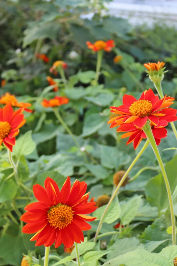 Several red torch sunflowers - a unique sunflower variety to grow