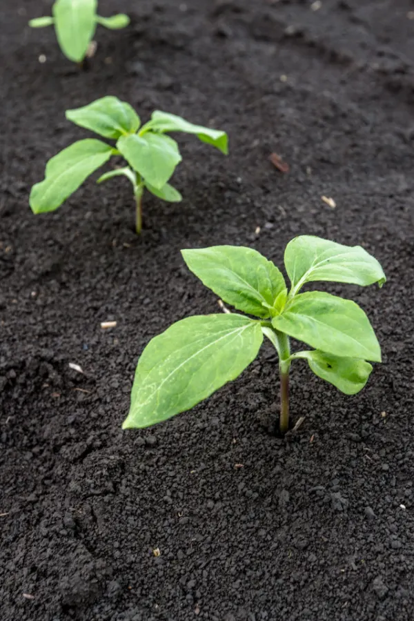 Sunflower seedlings growing in dark soil.