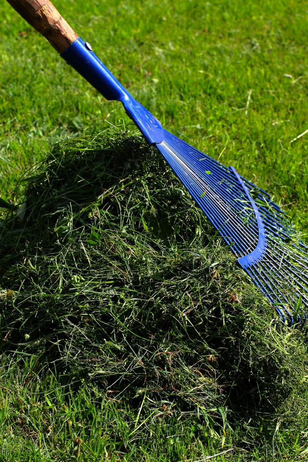 A blue rake piling up green grass clippings