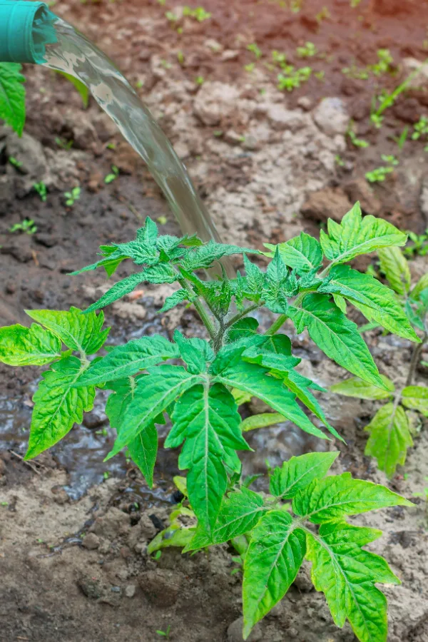 A watering can pouring worm casting tea fertilizer on tomato plants