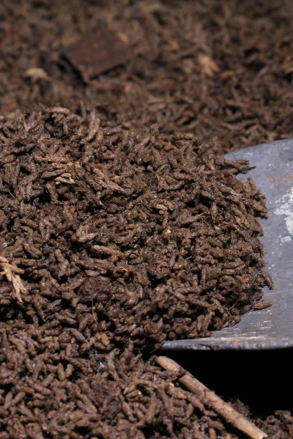 A pile of worm castings and a shove - The castings make great natural fertilizer for tomatoes