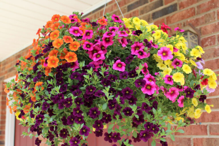 How To Grow Your Own Hanging Baskets From Seed - Save Big And Grow Beautiful!
