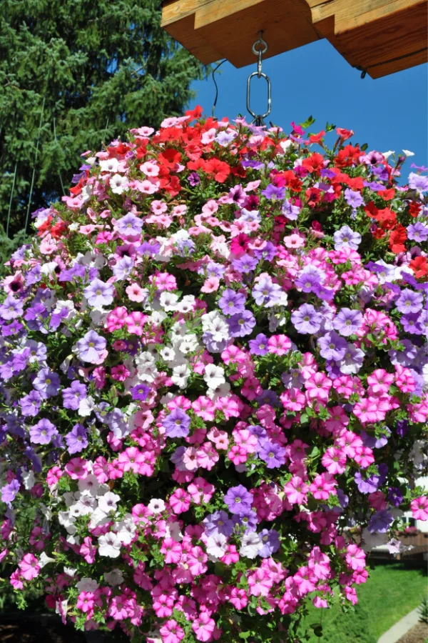A hanging basket overflowing with tons of purple, pink, and white petunias