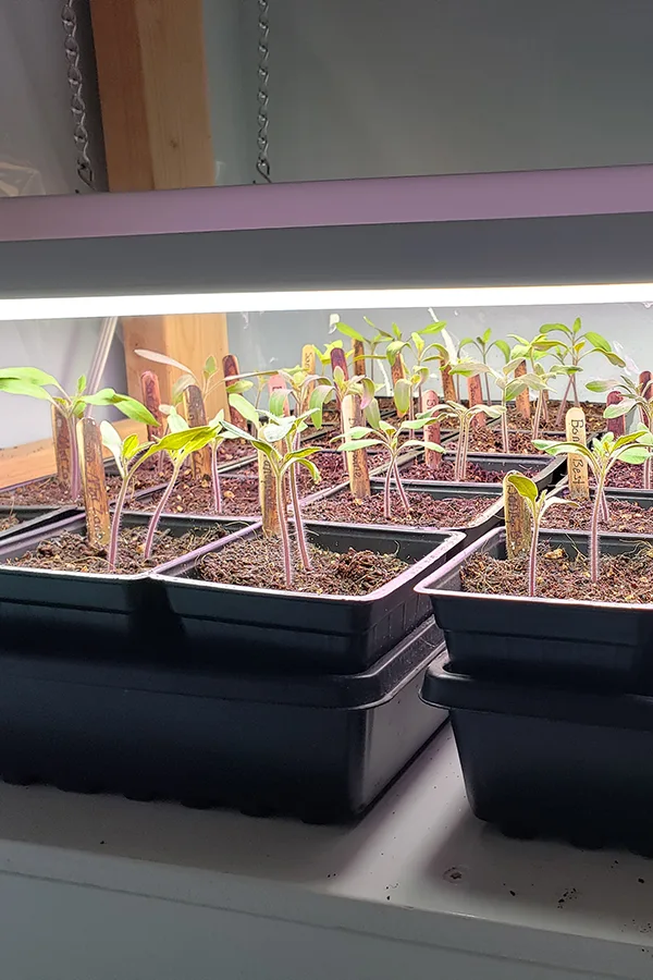 A led light above seedlings