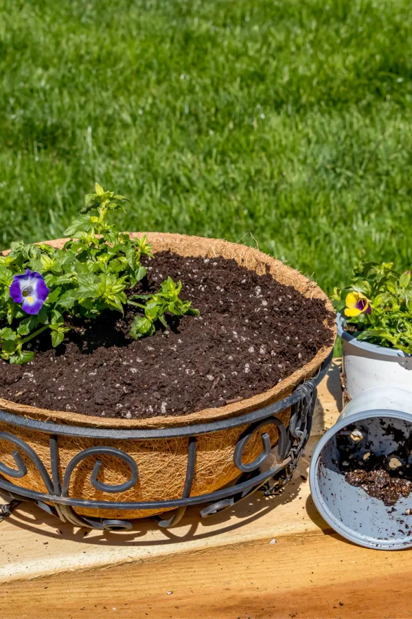 Transplanting flowers into a hanging basket container